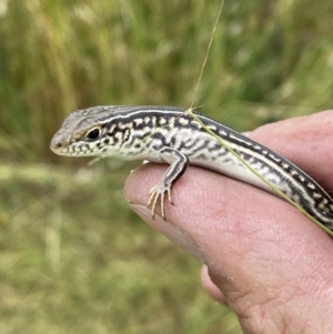 Ctenotus robustus at Molonglo Valley, ACT - 23 Nov 2022