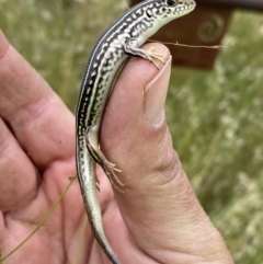 Ctenotus robustus at Molonglo Valley, ACT - 23 Nov 2022