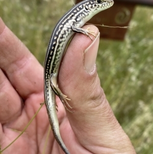 Ctenotus robustus at Molonglo Valley, ACT - 23 Nov 2022