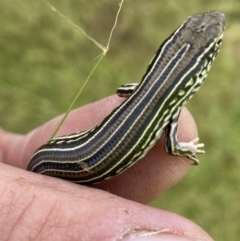 Ctenotus robustus at Molonglo Valley, ACT - 23 Nov 2022