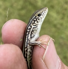 Ctenotus robustus at Molonglo Valley, ACT - 23 Nov 2022