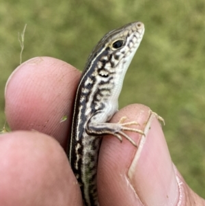 Ctenotus robustus at Molonglo Valley, ACT - 23 Nov 2022