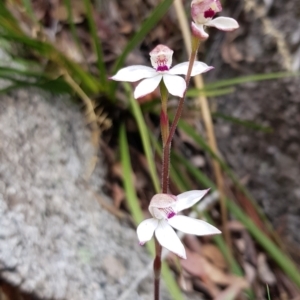 Caladenia alpina at Tennent, ACT - suppressed