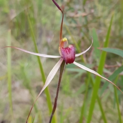 Caladenia montana (Mountain Spider Orchid) at Tennent, ACT - 23 Nov 2022 by BethanyDunne