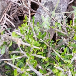 Melicytus angustifolius subsp. divaricatus at Cotter River, ACT - 17 Nov 2022