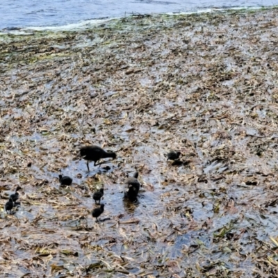 Gallinula tenebrosa (Dusky Moorhen) at Yerrabi Pond - 23 Nov 2022 by TrishGungahlin