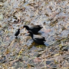 Gallinula tenebrosa at Gungahlin, ACT - 23 Nov 2022