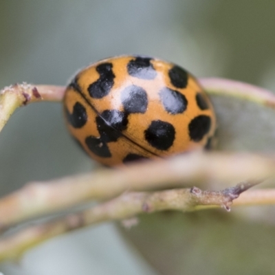 Harmonia conformis (Common Spotted Ladybird) at Higgins, ACT - 19 Nov 2022 by AlisonMilton