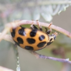 Harmonia conformis at Higgins, ACT - 19 Nov 2022