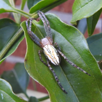 Plebs bradleyi (Enamelled spider) at Kambah, ACT - 23 Nov 2022 by HelenCross