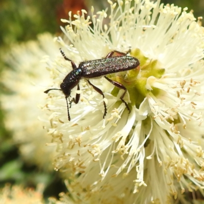 Eleale sp. (genus) (Clerid beetle) at ANBG - 23 Nov 2022 by HelenCross