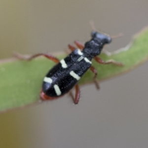 Lemidia nitens at Higgins, ACT - 19 Nov 2022 01:27 PM