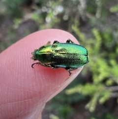 Diphucephala sp. (genus) (Green Scarab Beetle) at Ansons Bay, TAS - 20 Nov 2022 by SimoneC