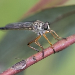 Cerdistus sp. (genus) (Slender Robber Fly) at Higgins, ACT - 19 Nov 2022 by AlisonMilton