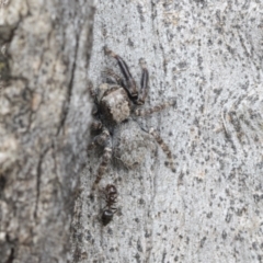 Servaea sp. (genus) (Unidentified Servaea jumping spider) at Higgins, ACT - 19 Nov 2022 by AlisonMilton