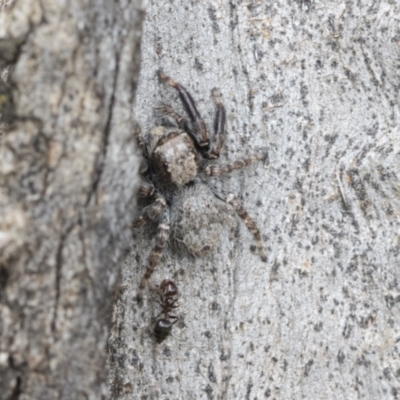 Servaea sp. (genus) (Unidentified Servaea jumping spider) at Higgins, ACT - 19 Nov 2022 by AlisonMilton