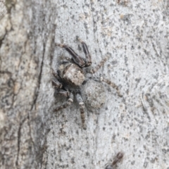 Servaea sp. (genus) at Higgins, ACT - 19 Nov 2022