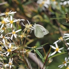 Olearia erubescens (Silky Daisybush) at Rendezvous Creek, ACT - 18 Nov 2022 by RAllen