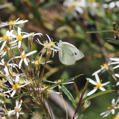 Olearia erubescens (Silky Daisybush) at Rendezvous Creek, ACT - 18 Nov 2022 by RAllen