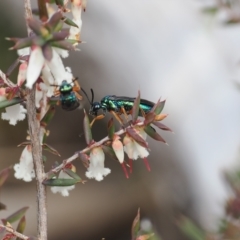 Eurys sp. (genus) (Eurys sawfly) at Mount Clear, ACT - 18 Nov 2022 by RAllen