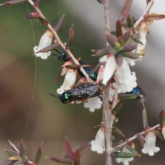 Eurys sp. (genus) at Mount Clear, ACT - 18 Nov 2022