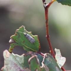 Unverified Moth (Lepidoptera) at Mount Clear, ACT - 18 Nov 2022 by RAllen