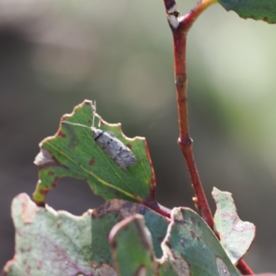 Unidentified Moth (Lepidoptera) at Mount Clear, ACT - 18 Nov 2022 by RAllen