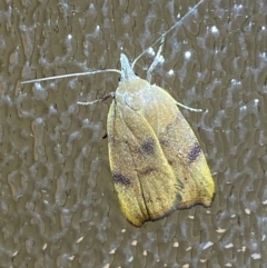 Tortricopsis euryphanella (A Concealer moth (Wingia group)) at Jerrabomberra, NSW - 23 Nov 2022 by SteveBorkowskis