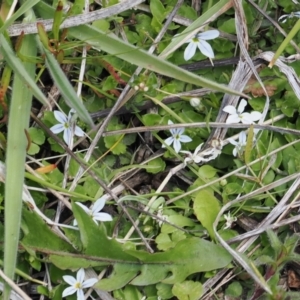 Lobelia pedunculata at Booth, ACT - 18 Nov 2022