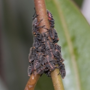 Eurymeloides minuta at Higgins, ACT - 19 Nov 2022