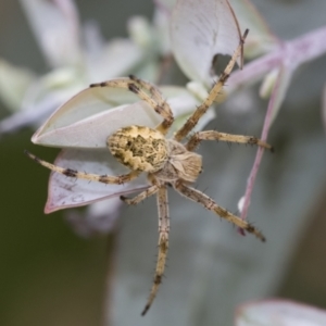 Salsa fuliginata at Scullin, ACT - 19 Nov 2022