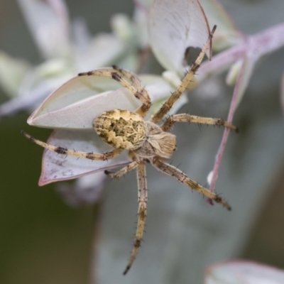 Salsa fuliginata (Sooty Orb-weaver) at Scullin, ACT - 19 Nov 2022 by AlisonMilton