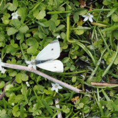 Montia australasica (White Purslane) at Booth, ACT - 18 Nov 2022 by RAllen