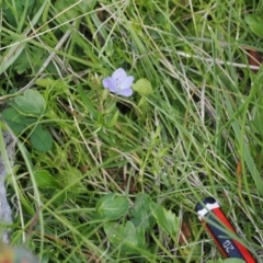 Veronica gracilis (Slender Speedwell) at Booth, ACT - 18 Nov 2022 by RAllen