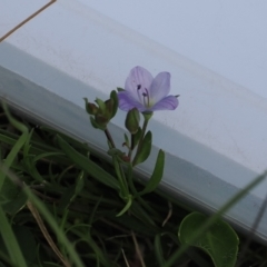 Veronica gracilis at Booth, ACT - 18 Nov 2022 03:37 PM