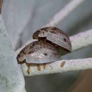 Paropsisterna m-fuscum at Scullin, ACT - 19 Nov 2022