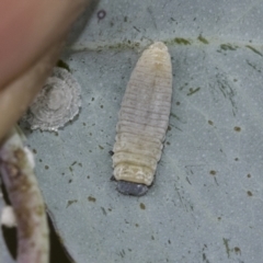 Paropsisterna m-fuscum at Scullin, ACT - 19 Nov 2022 01:41 PM