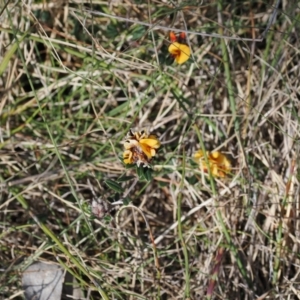 Pultenaea capitellata at Booth, ACT - 18 Nov 2022 03:48 PM