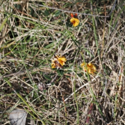 Pultenaea capitellata (Hard-head Bush-pea) at Booth, ACT - 18 Nov 2022 by RAllen