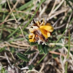 Pultenaea capitellata at Booth, ACT - 18 Nov 2022 03:48 PM