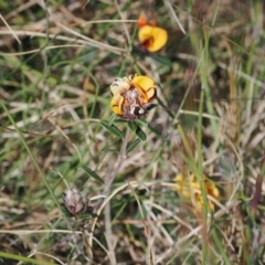 Pultenaea capitellata at Booth, ACT - 18 Nov 2022 03:48 PM