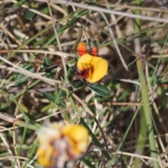 Pultenaea capitellata at Booth, ACT - 18 Nov 2022 03:48 PM