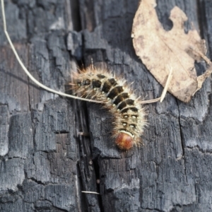 Pterolocera (genus) at Booth, ACT - 18 Nov 2022