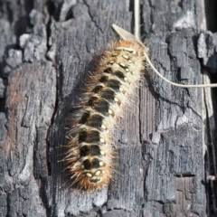 Pterolocera (genus) at Booth, ACT - 18 Nov 2022