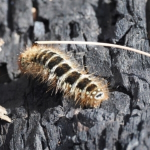 Pterolocera (genus) at Booth, ACT - 18 Nov 2022