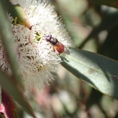 Psilota rubra (Red-tailed hoverfly) at Murrumbateman, NSW - 8 Nov 2022 by SimoneC