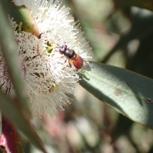 Psilota rubra at Murrumbateman, NSW - 8 Nov 2022