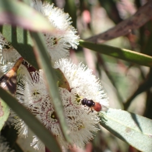 Psilota rubra at Murrumbateman, NSW - 8 Nov 2022