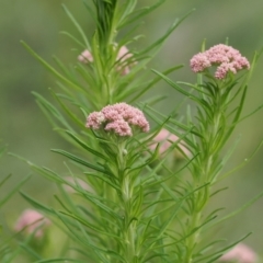 Cassinia aculeata subsp. aculeata (Dolly Bush, Common Cassinia, Dogwood) at Booth, ACT - 18 Nov 2022 by RAllen