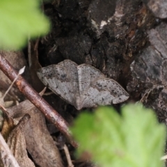 Taxeotis intextata (Looper Moth, Grey Taxeotis) at Booth, ACT - 18 Nov 2022 by RAllen